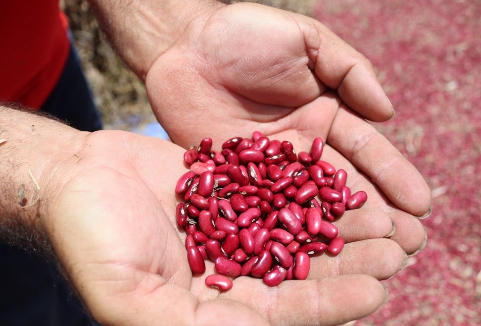 Granos básicos a disposición de productores hondureños