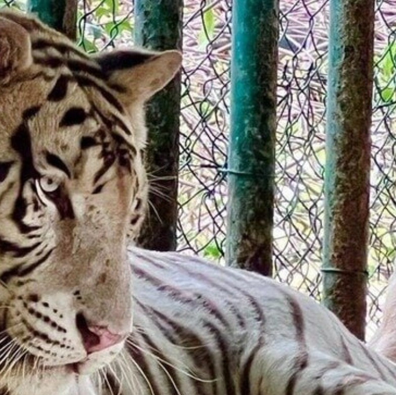 Zoológico ya tiene visto bueno de la Fiscalía para pedir liberación de tigres y leones