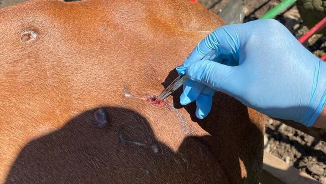 Confirman el primer caso de gusano barrenador en un humano en Honduras