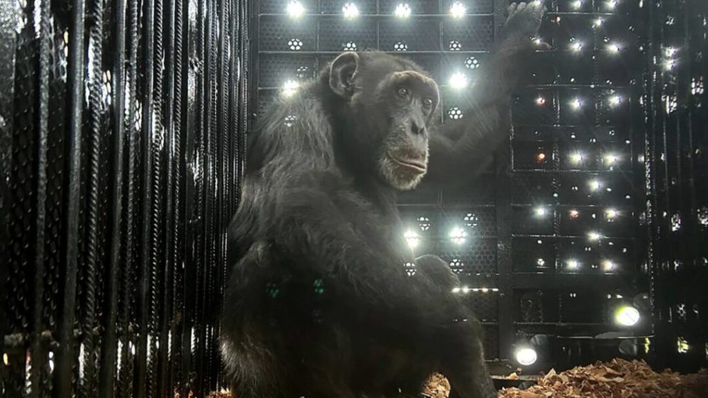 Yoko, el chimpancé solitario de Colombia que se reencuentra con su especie en Brasil