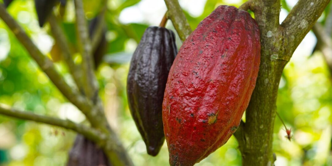 Exportación de cacao hondureño supera las 2 mil toneladas en la cosecha 2024-2025