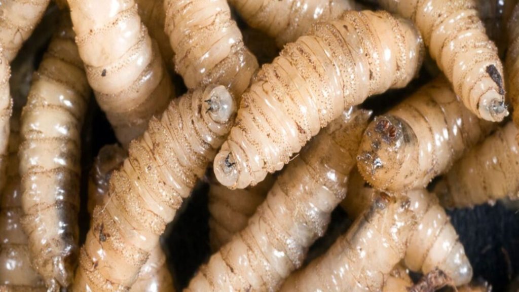 FENAGH alerta sobre expansión del gusano barrenador con 1,270 casos en 17 departamentos del país