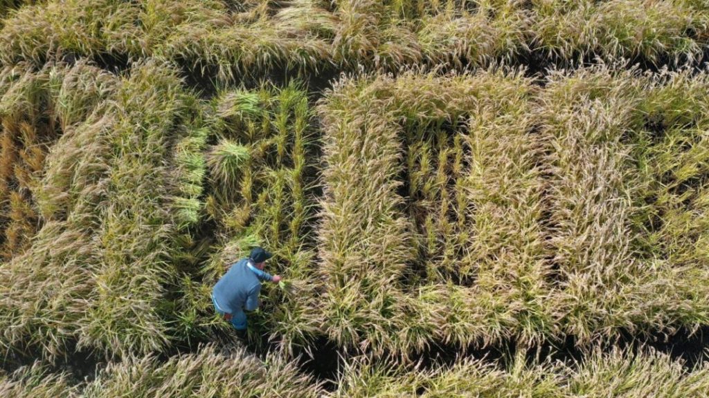 Chile desarrolla un arroz resistente capaz de adaptarse al cambio climático