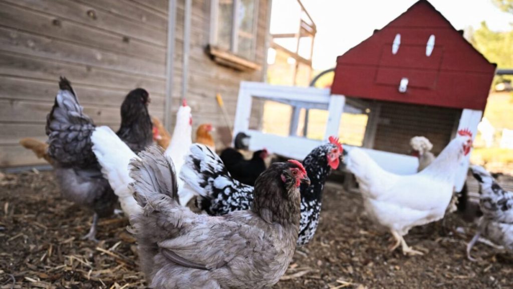 Alquiler de gallinas se populariza en Estados Unidos por alza del precio de los huevos