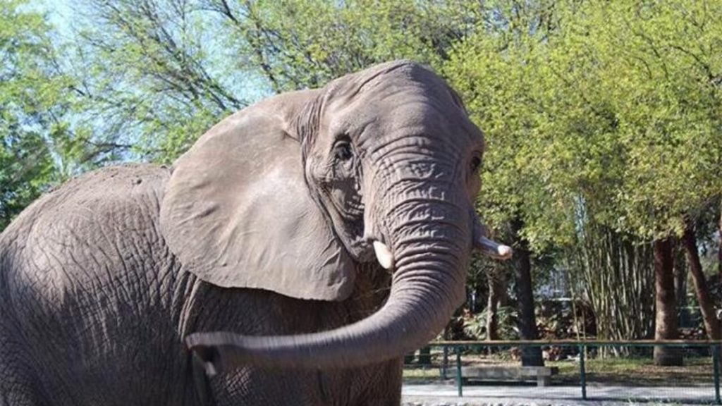 Expertos condenan envío de elefantes de India a Japón como parte de intercambio con zoológicos