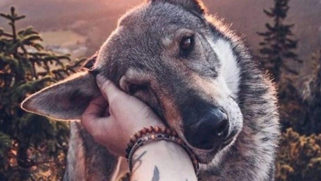 Un estudio revela cómo los humanos influyeron en el tamaño de los animales domésticos y salvajes