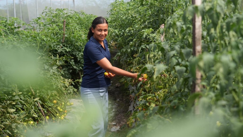 Jóvenes de Lamaní impulsan producción de hortalizas