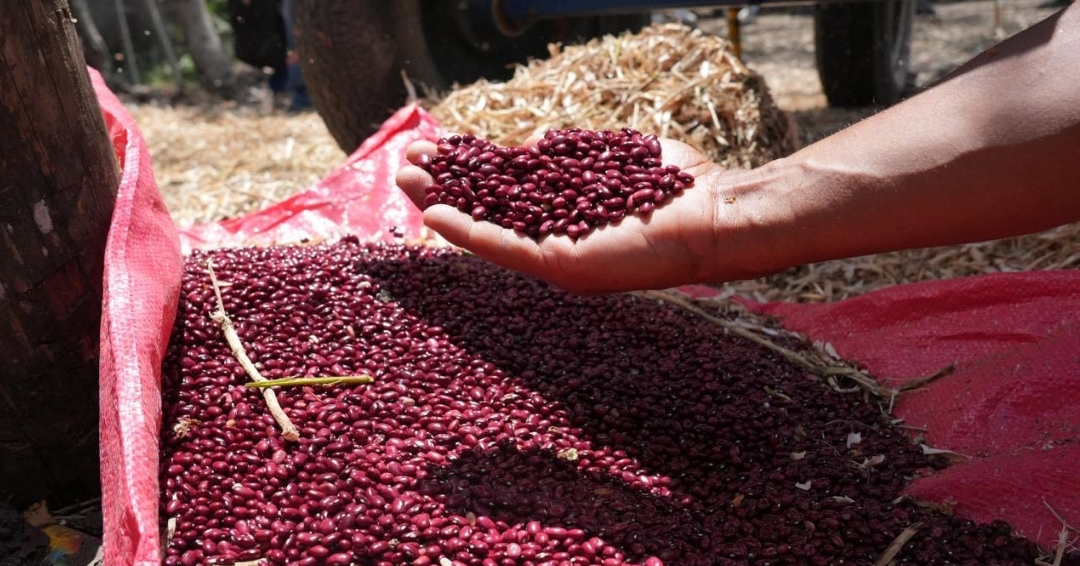 La Secretaría de Agricultura y Ganadería (SAG) mantiene una alerta permanente ante fenómenos climáticos extremos