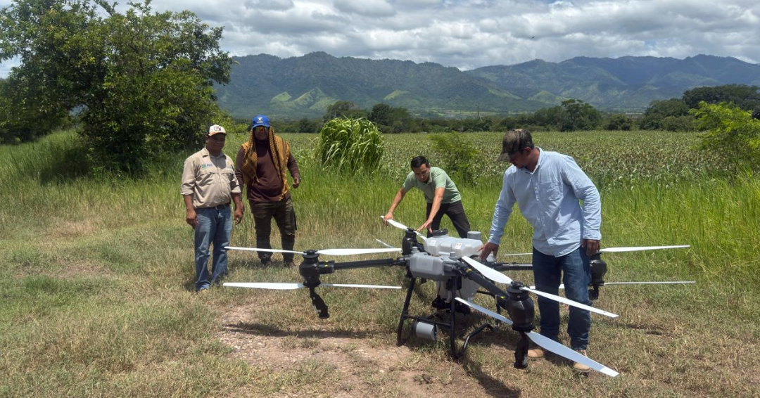 Senasa refuerza combate contra la langosta voladora en Yoro y Atlántida