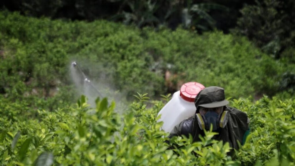 ONU advierte que Colombia calcula la producción de cocaína con indicadores “obsoletos”